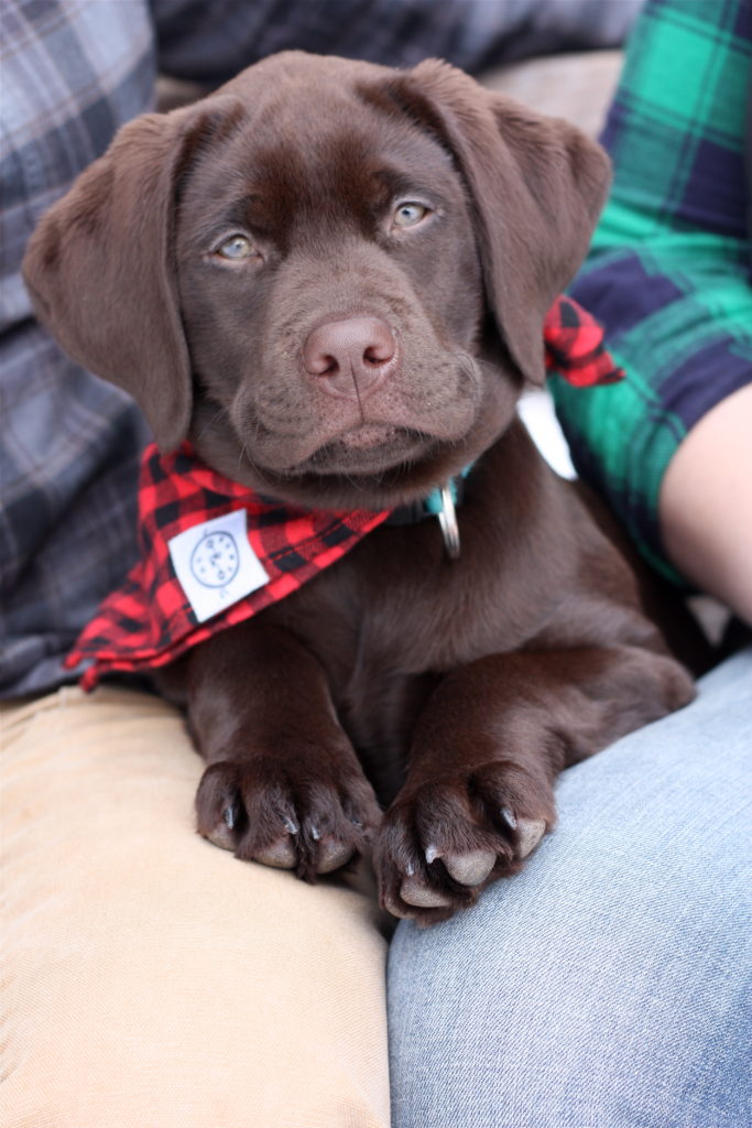 Cute Brown Lab puppy