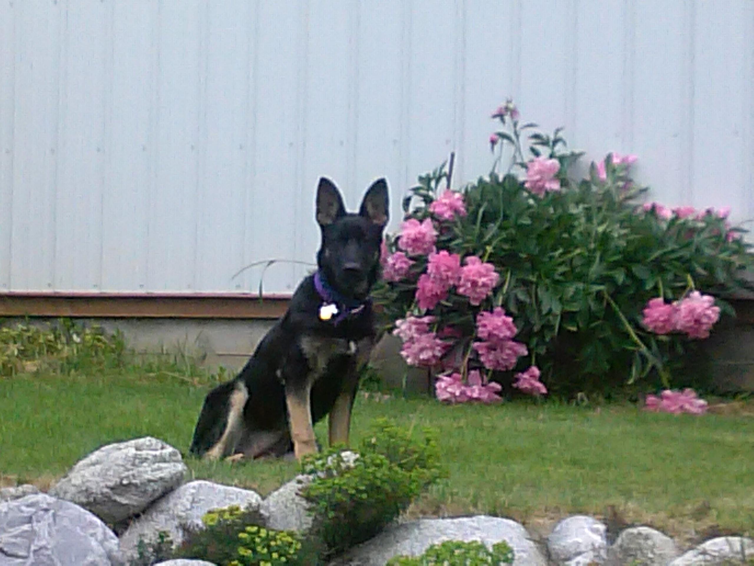 Coeur d'Alene German Shepherd Dog