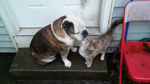 Dog and Cat Kissing