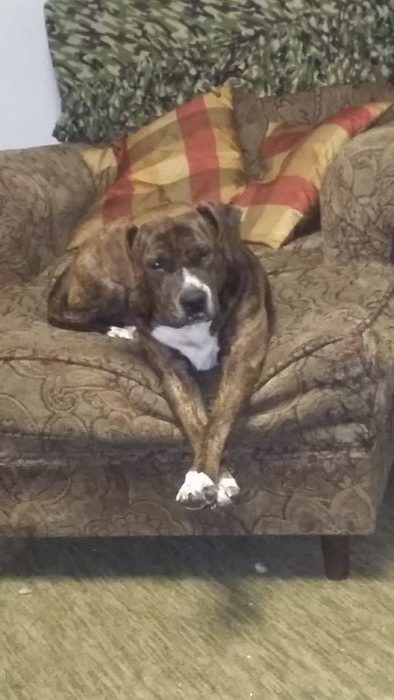 Mean dog on couch