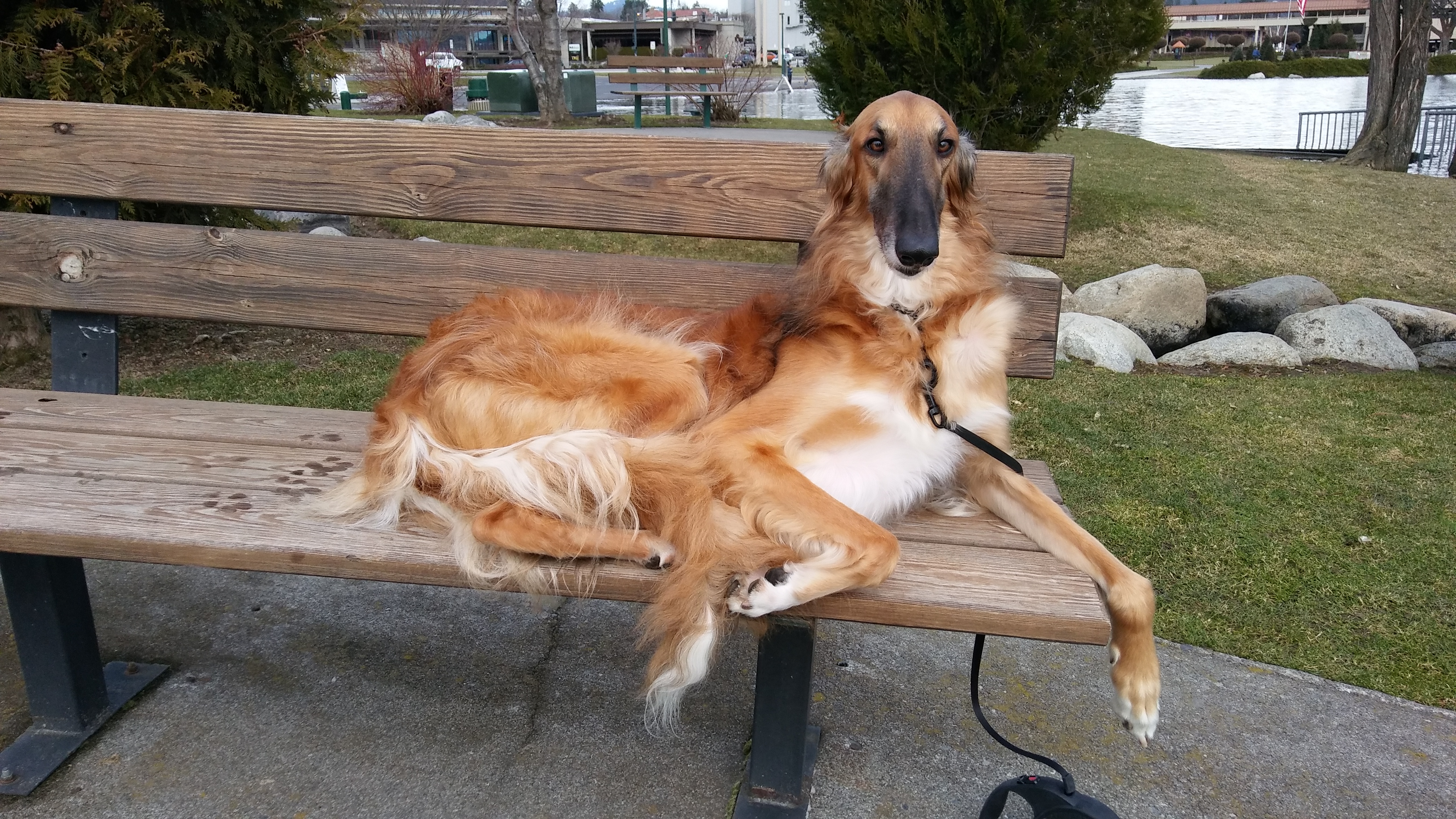 Tesla dog Mascot