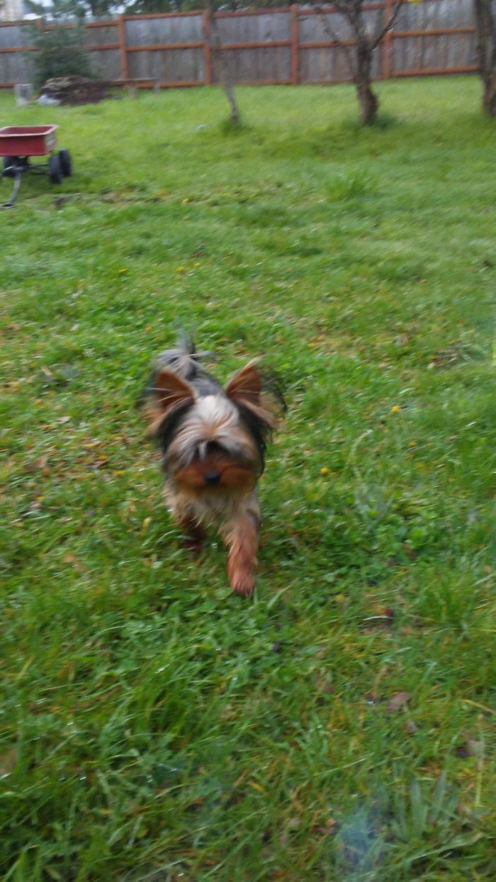 Most popular dog in the World