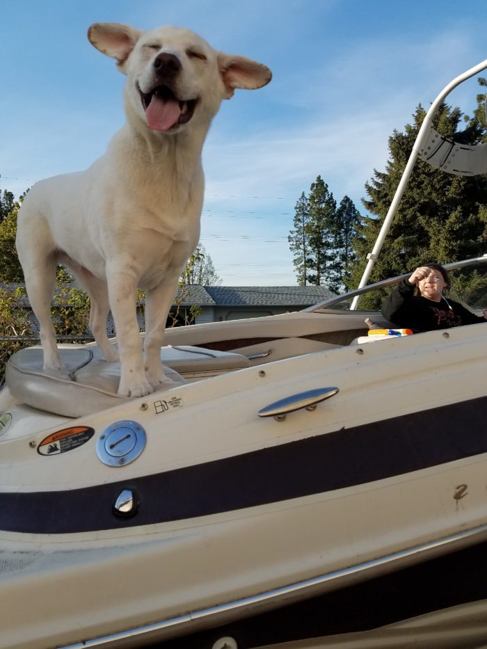 Chinese Dog on a Boat