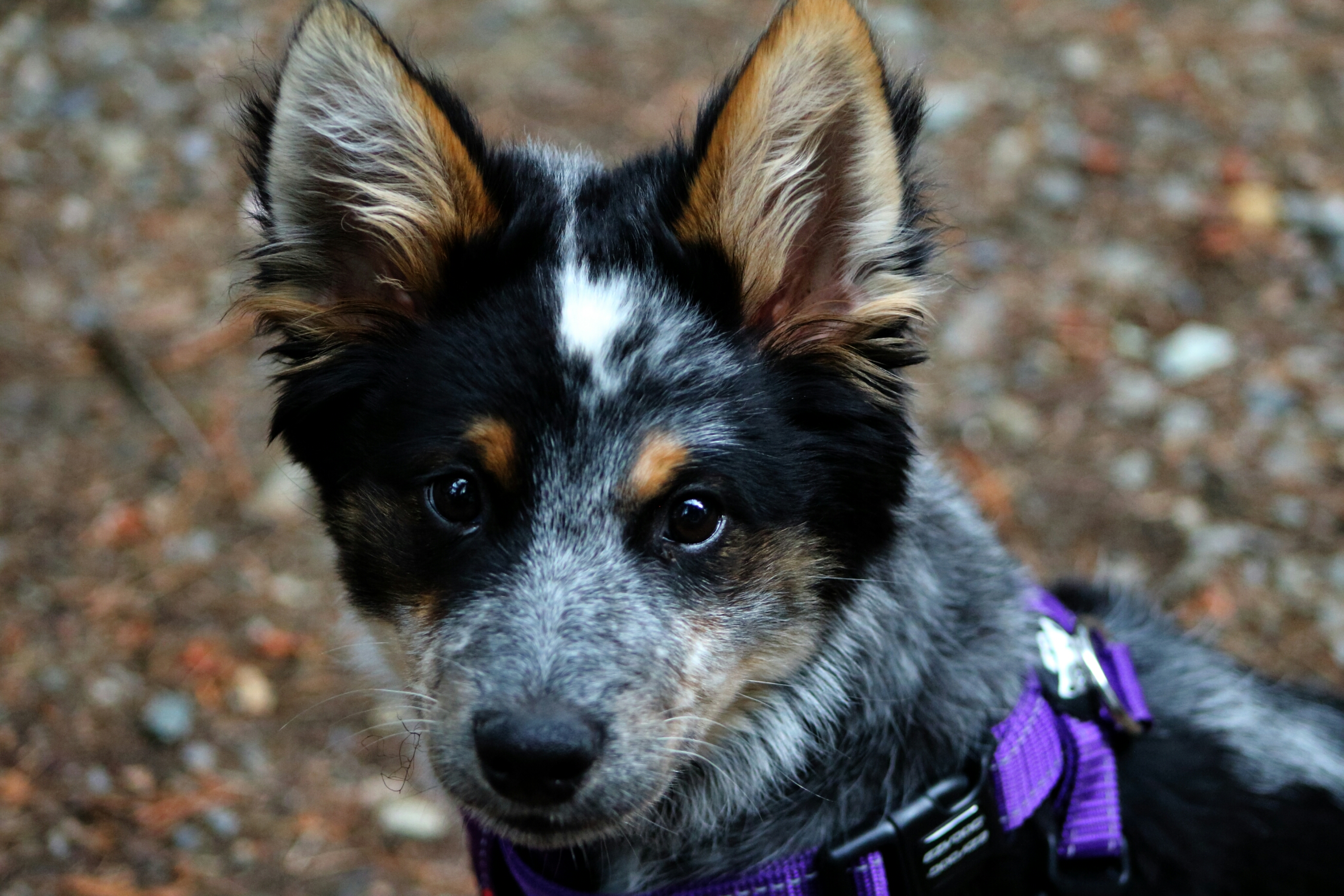 Beautiful Puppy