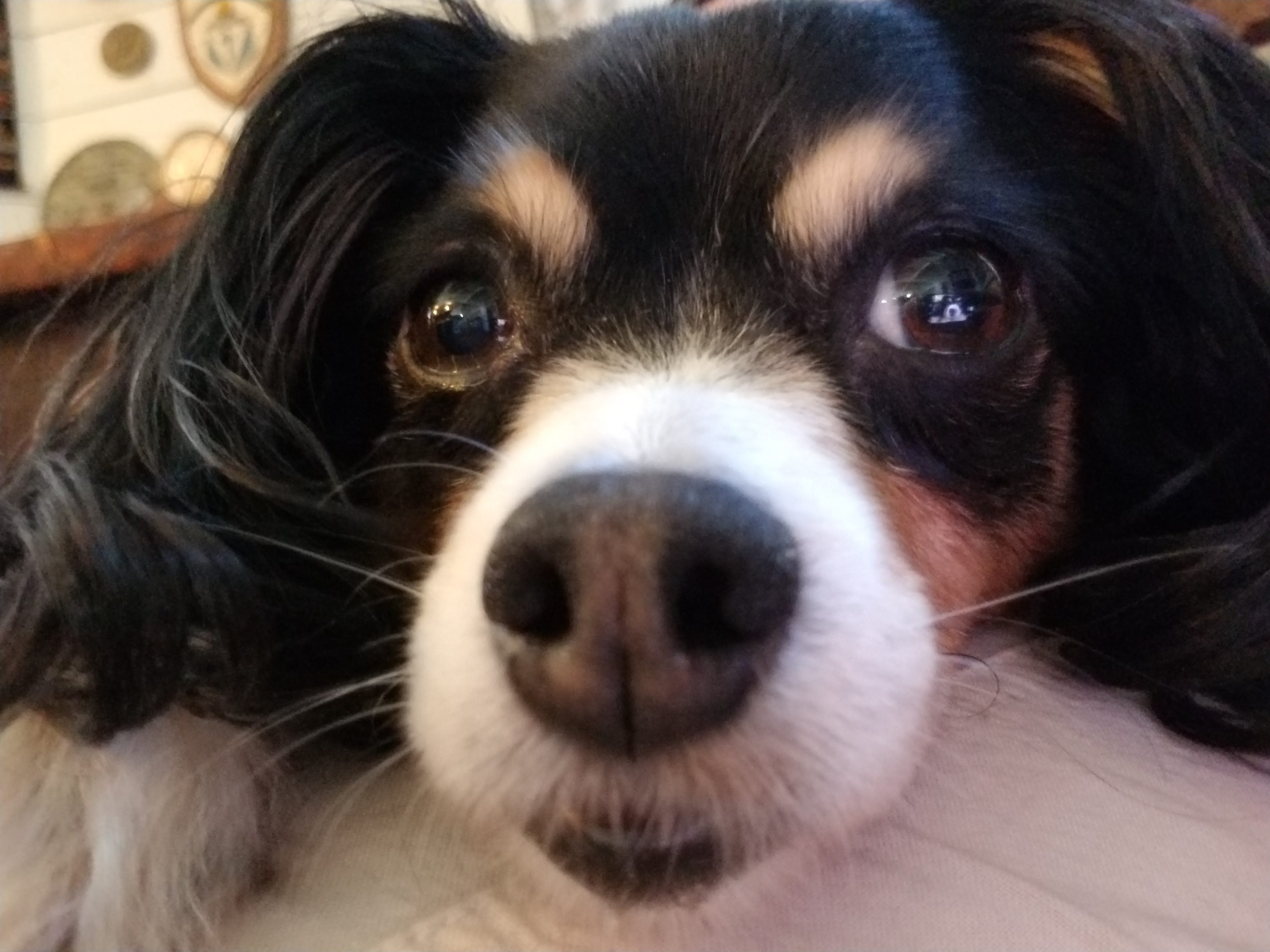 Cute Dog CDA