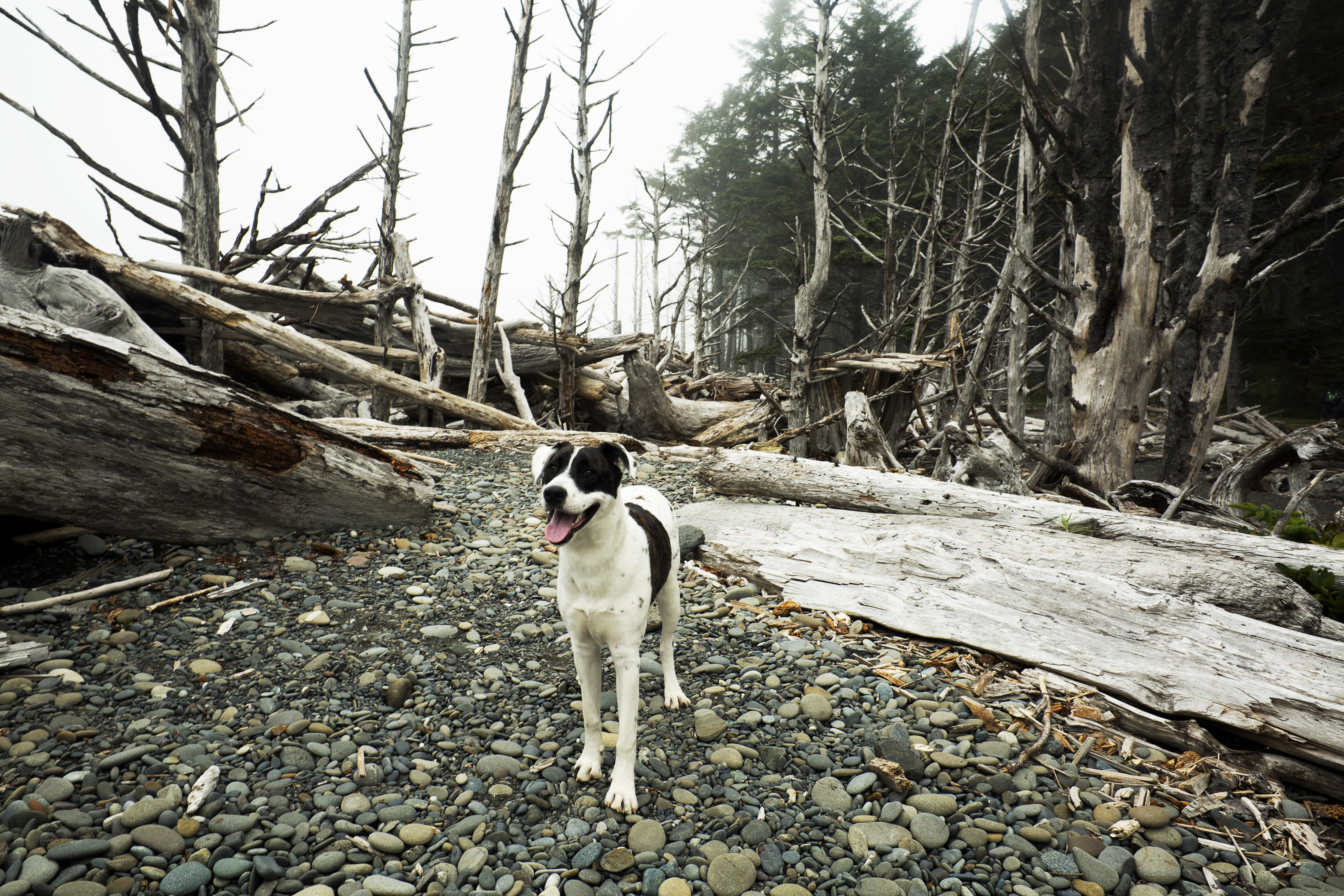 Dog in CDA Idaho