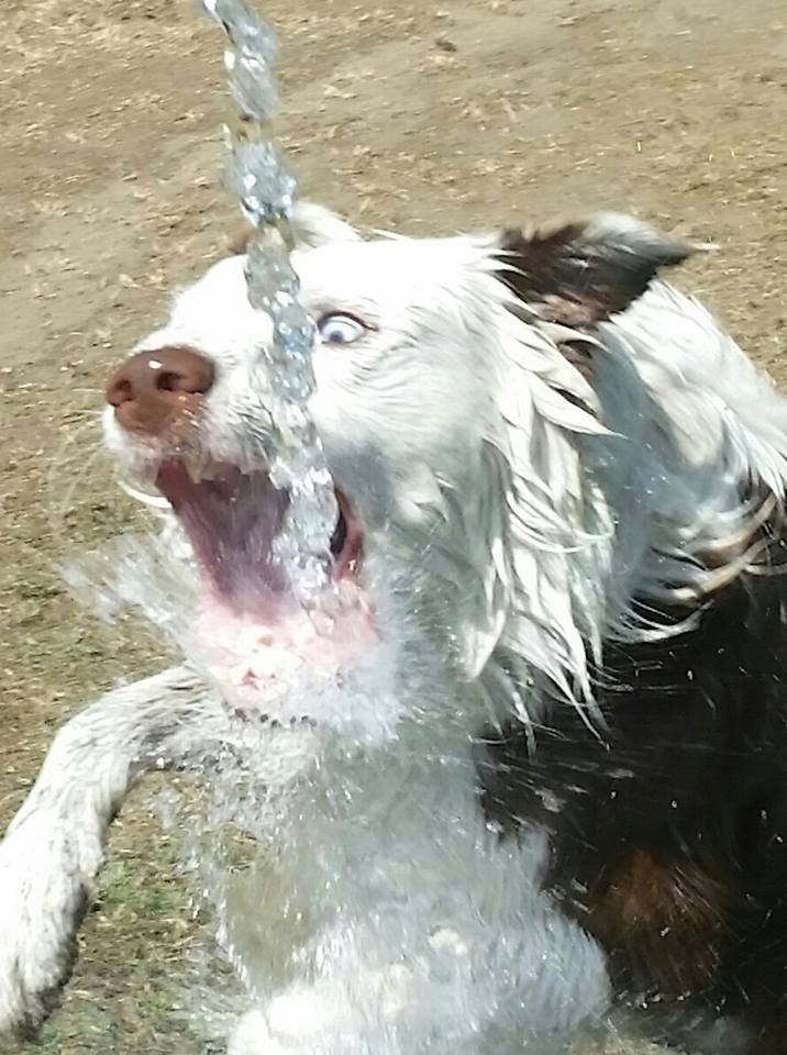 Dog drowning