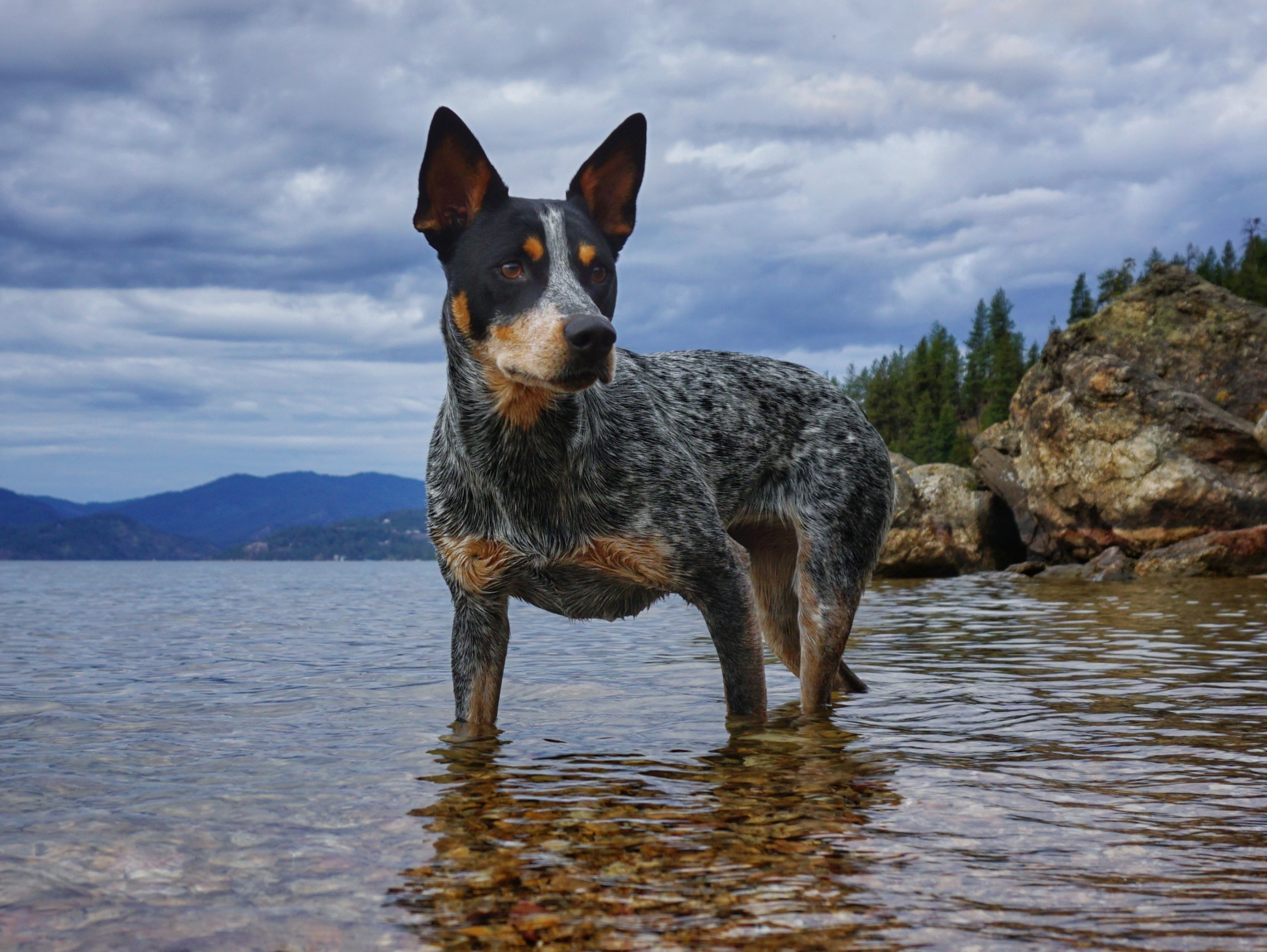 Best Dog Photo in Lake