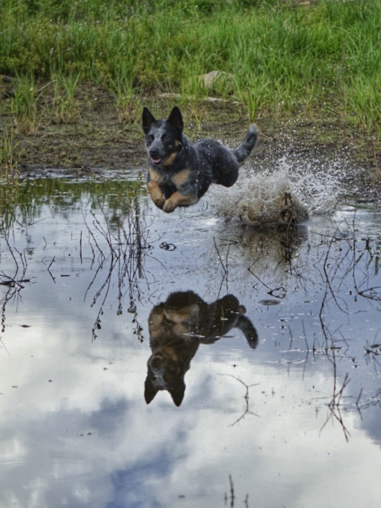 Dog Jumping into lake