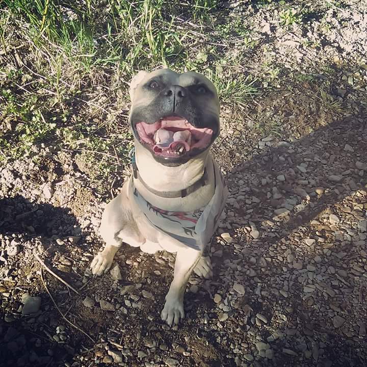 Dog smiling in Coeur d'Alene