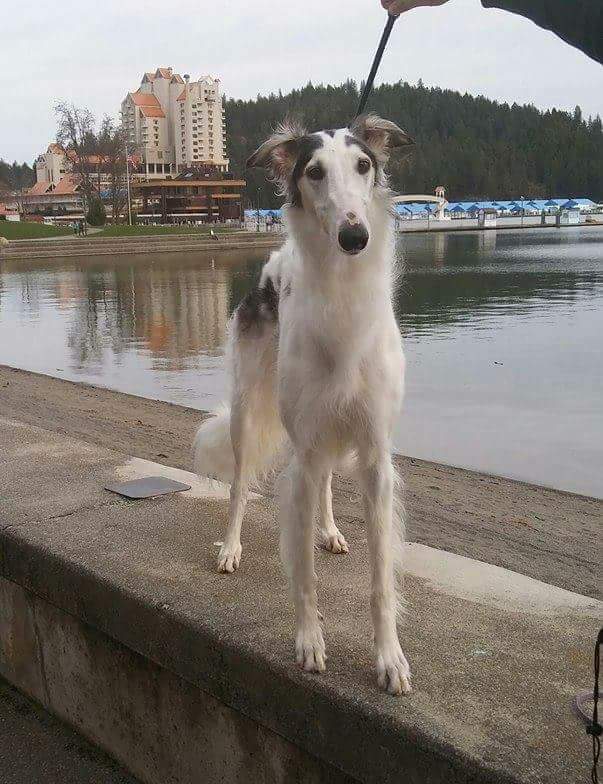 Greyhound dog in Coeur d'Alene
