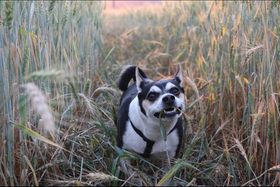 Rabid dog in the bushes