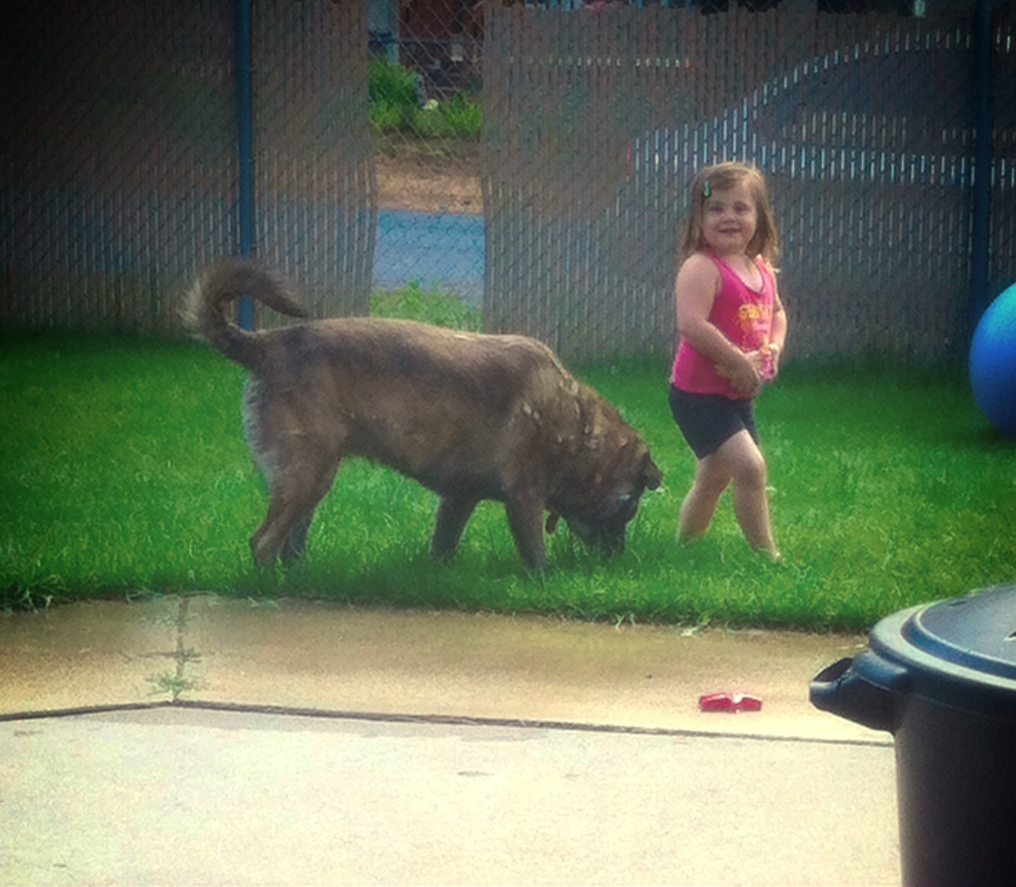 Dog chasing little girl