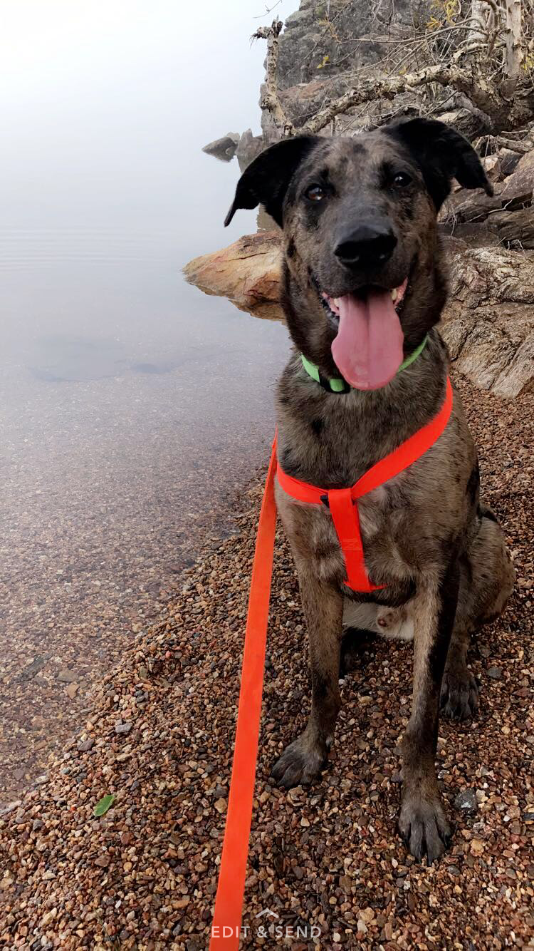 Smiling Dog on the lake