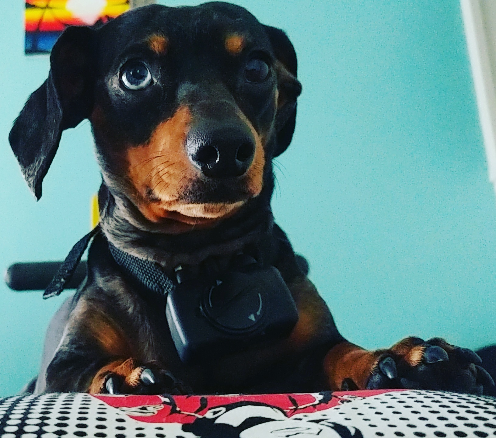 Weiner dog on the table