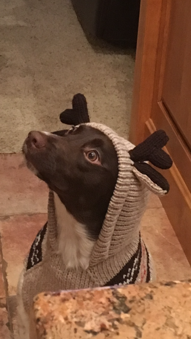 Dog dressed like a deer