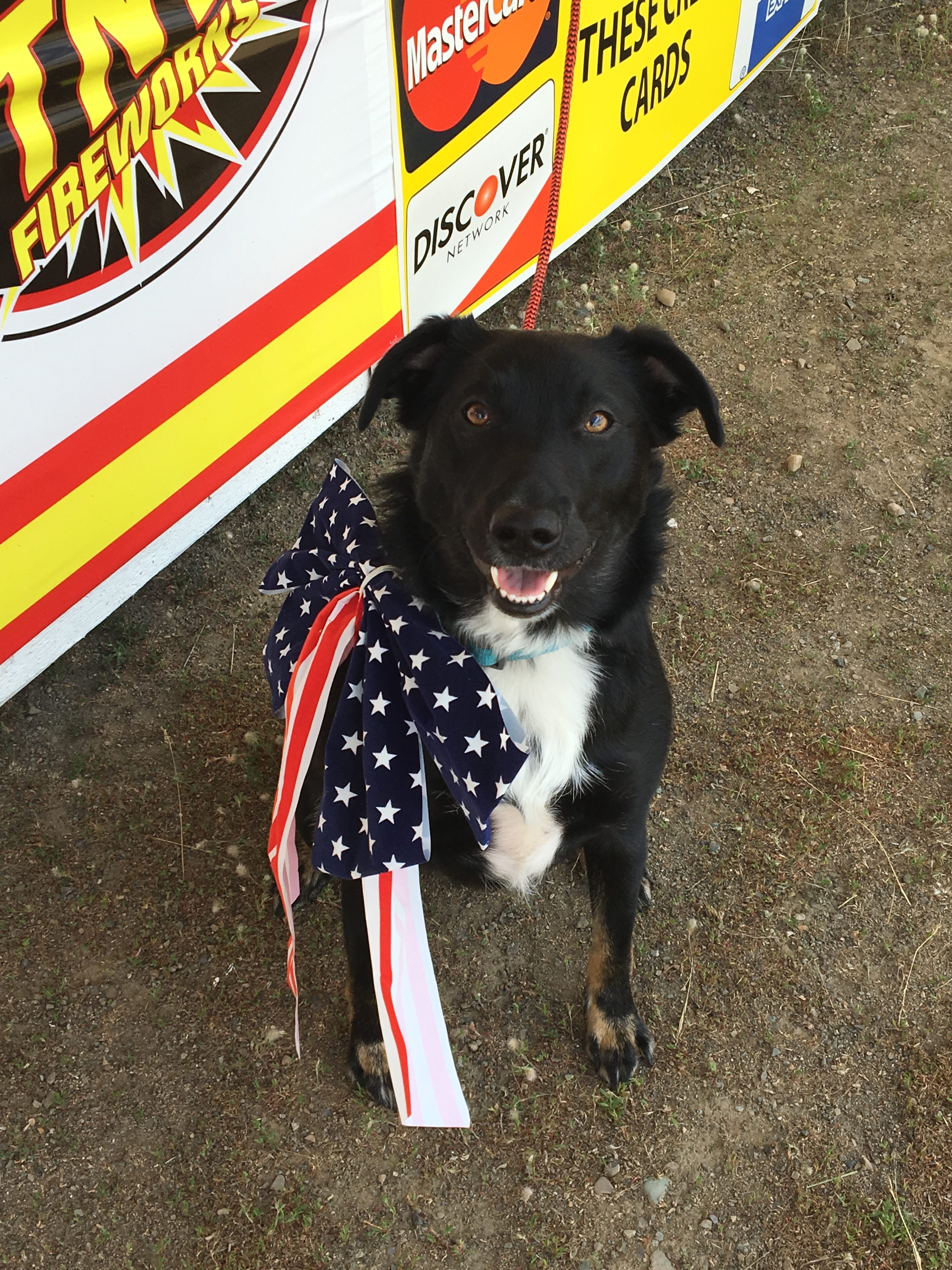 Dog with American Flag