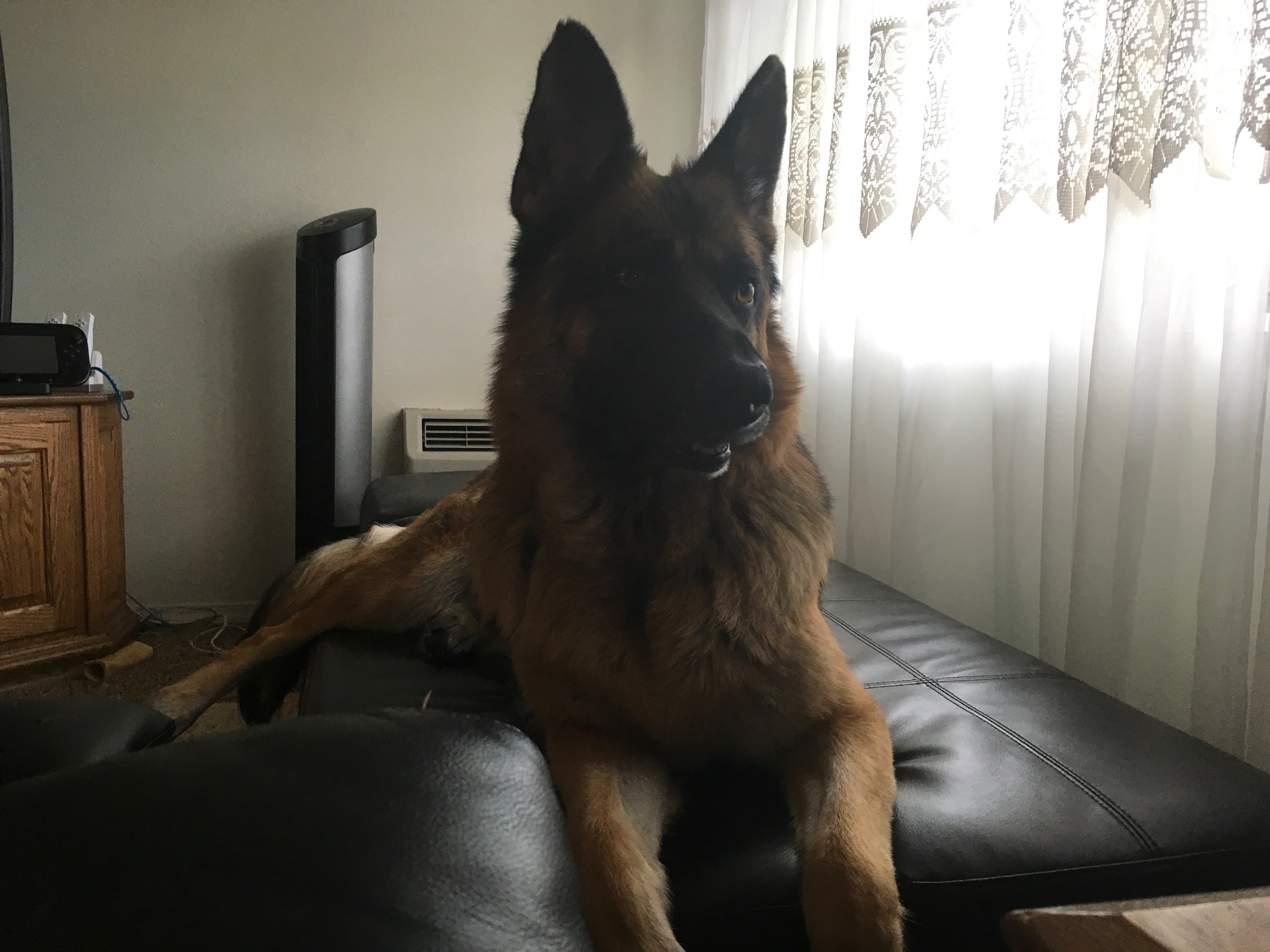 German Shepard In CDA