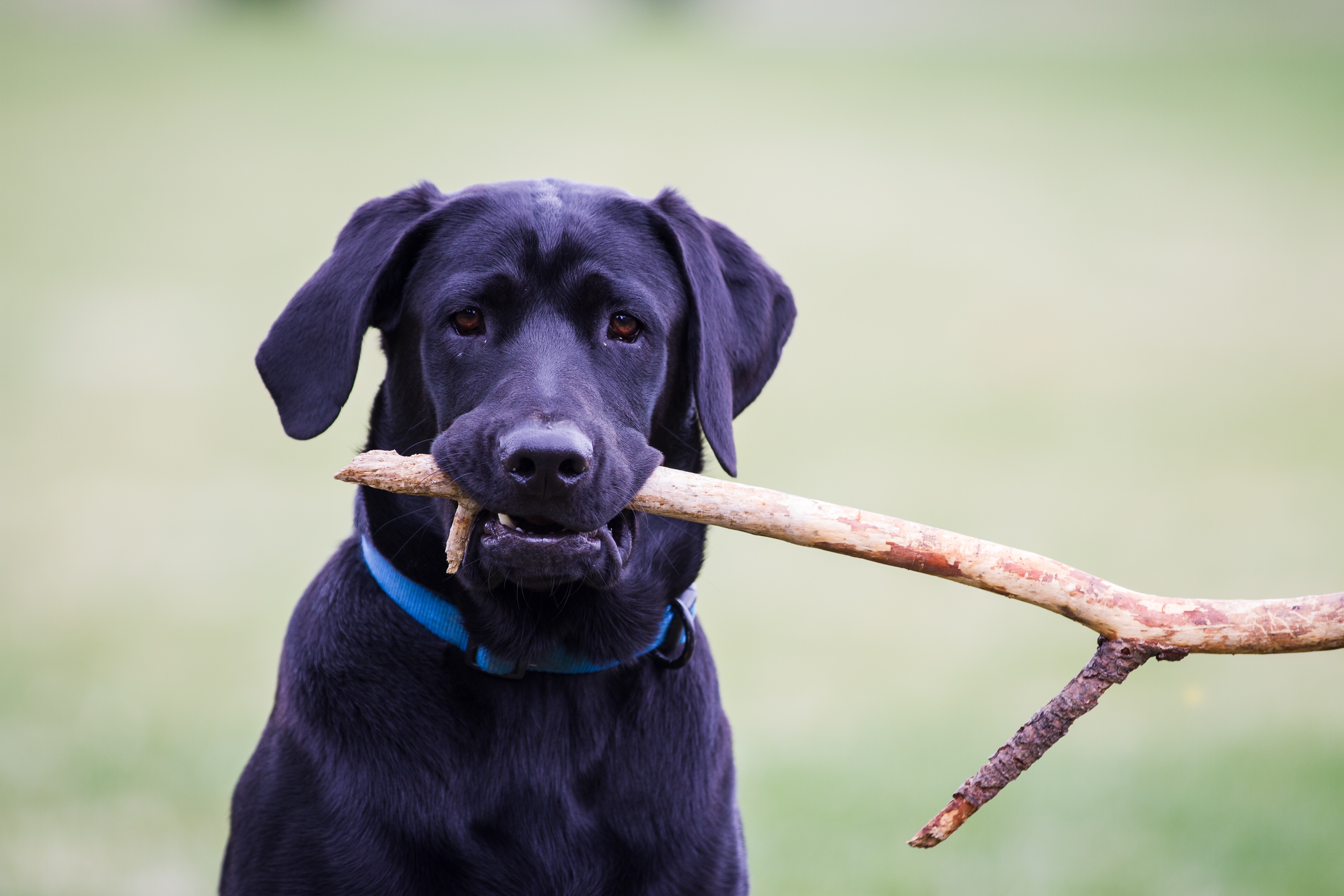 Dog with stick