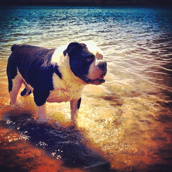 Bulldog in the lake