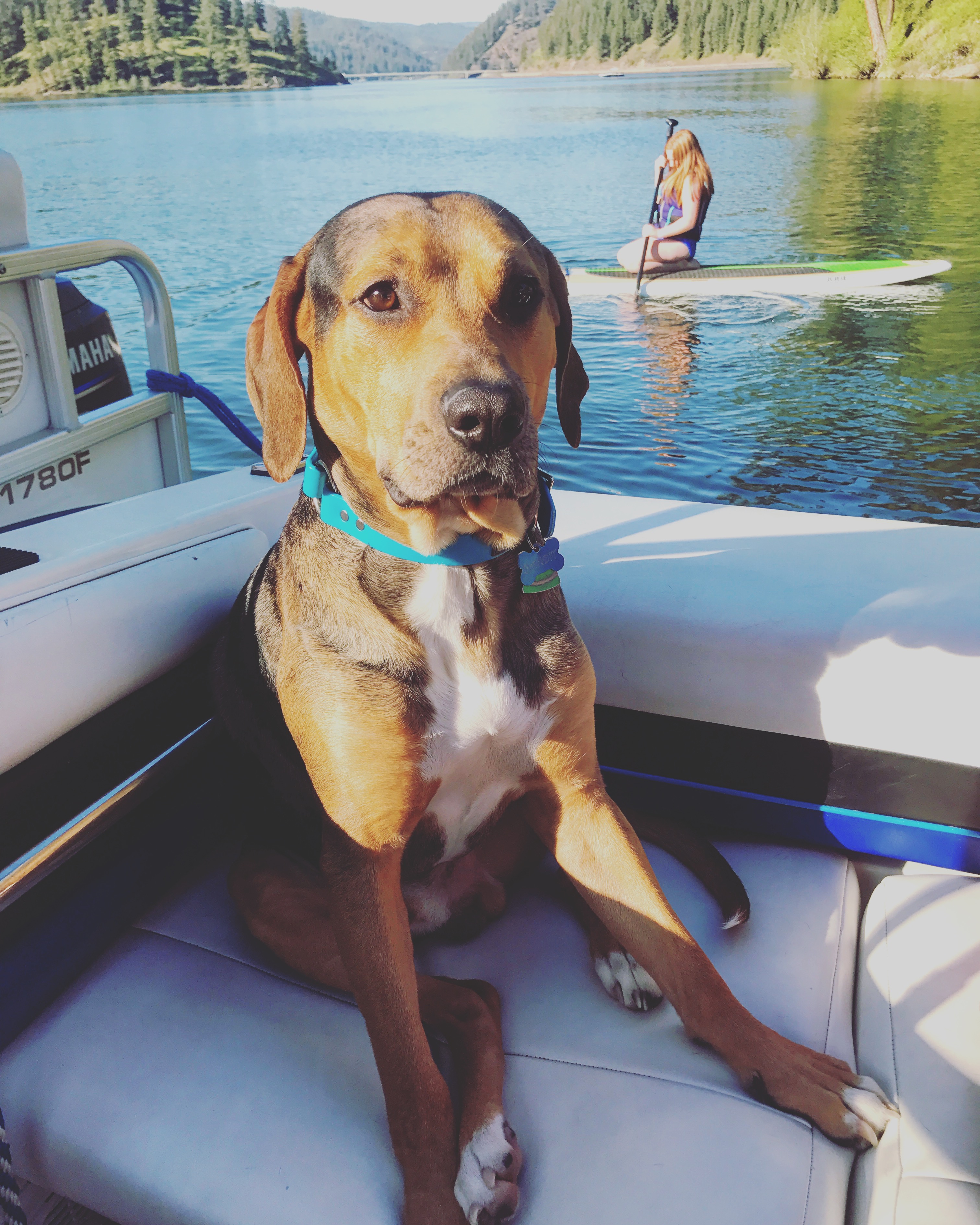 Dog on a boat