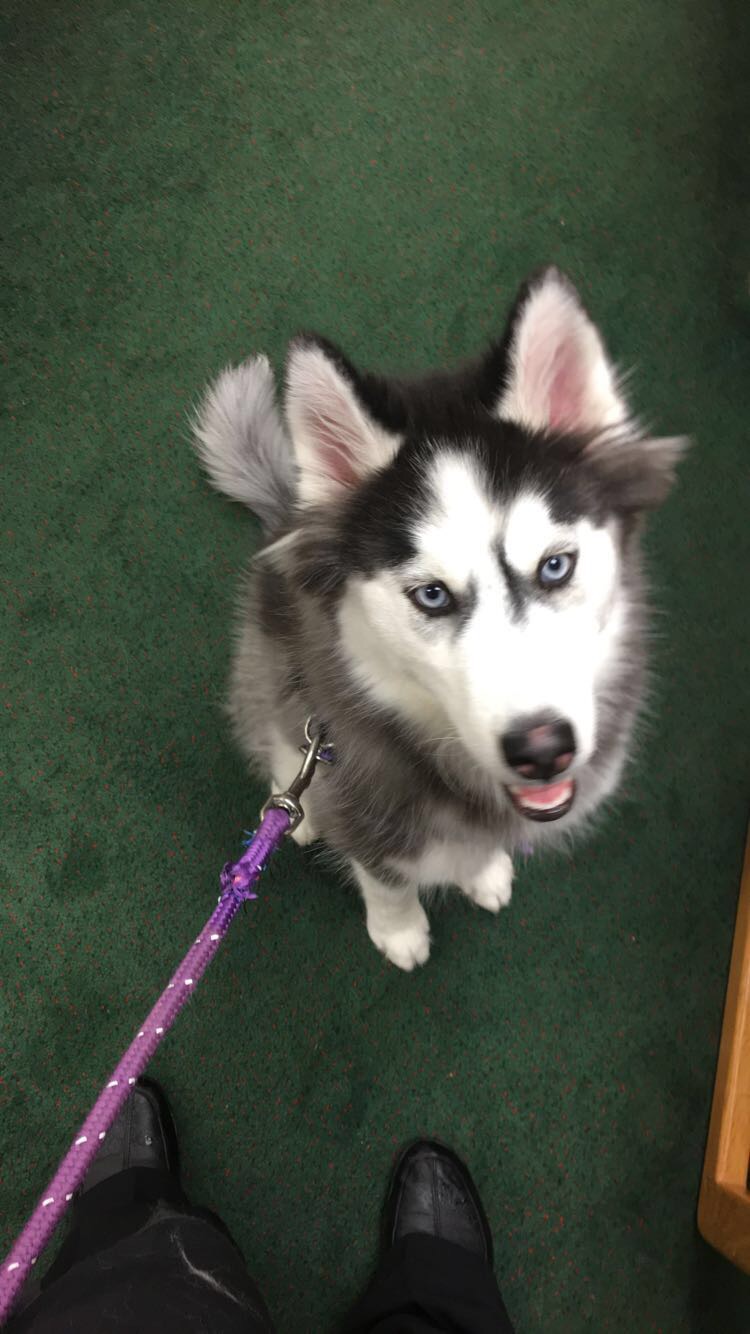 Husky Dog