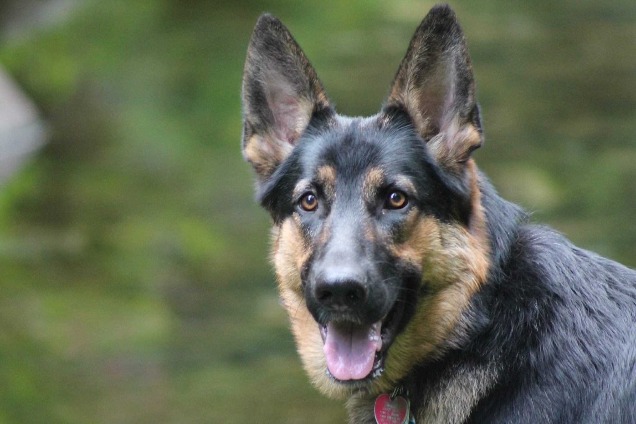 German Shepherd Head Shot