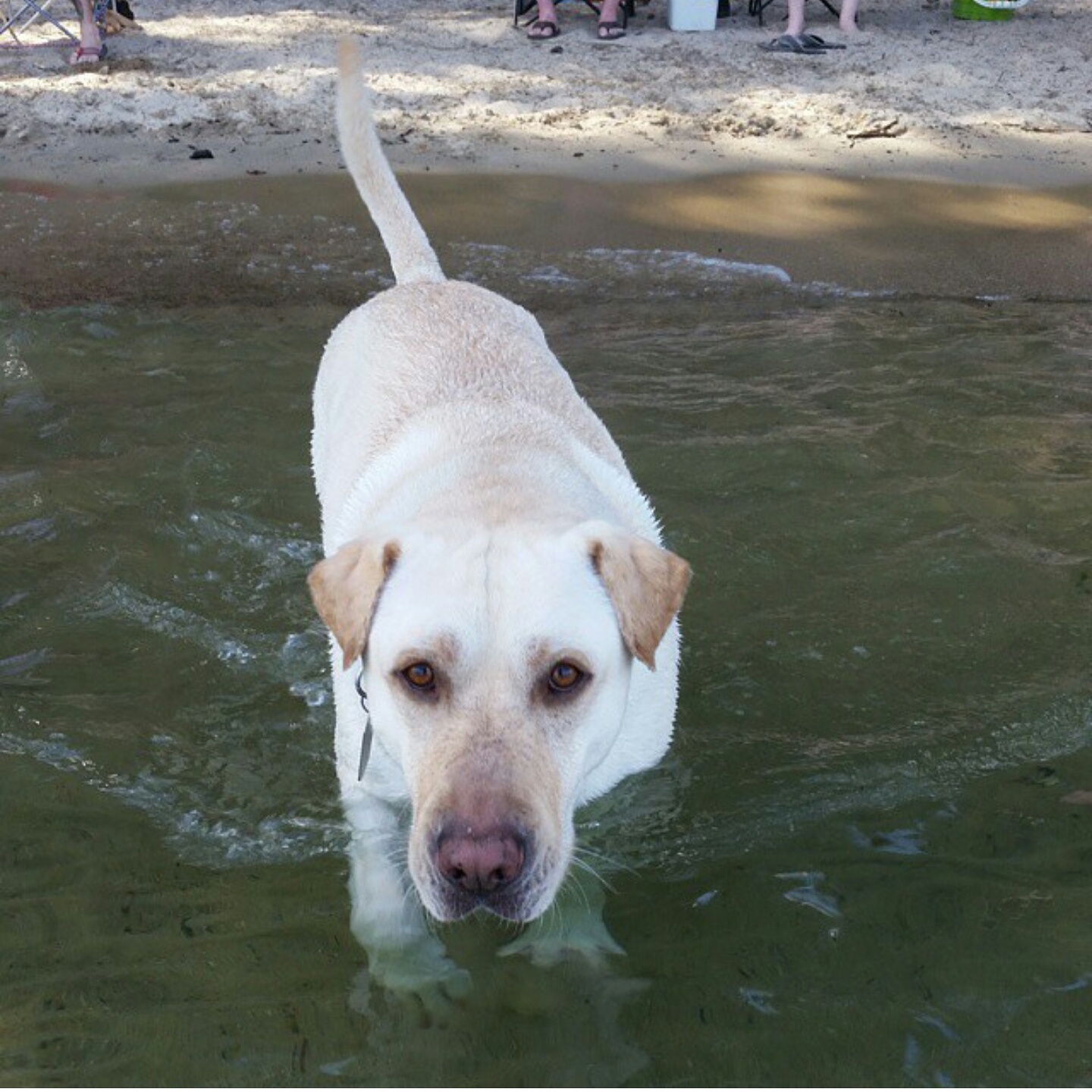 Blonde Lab in the lake