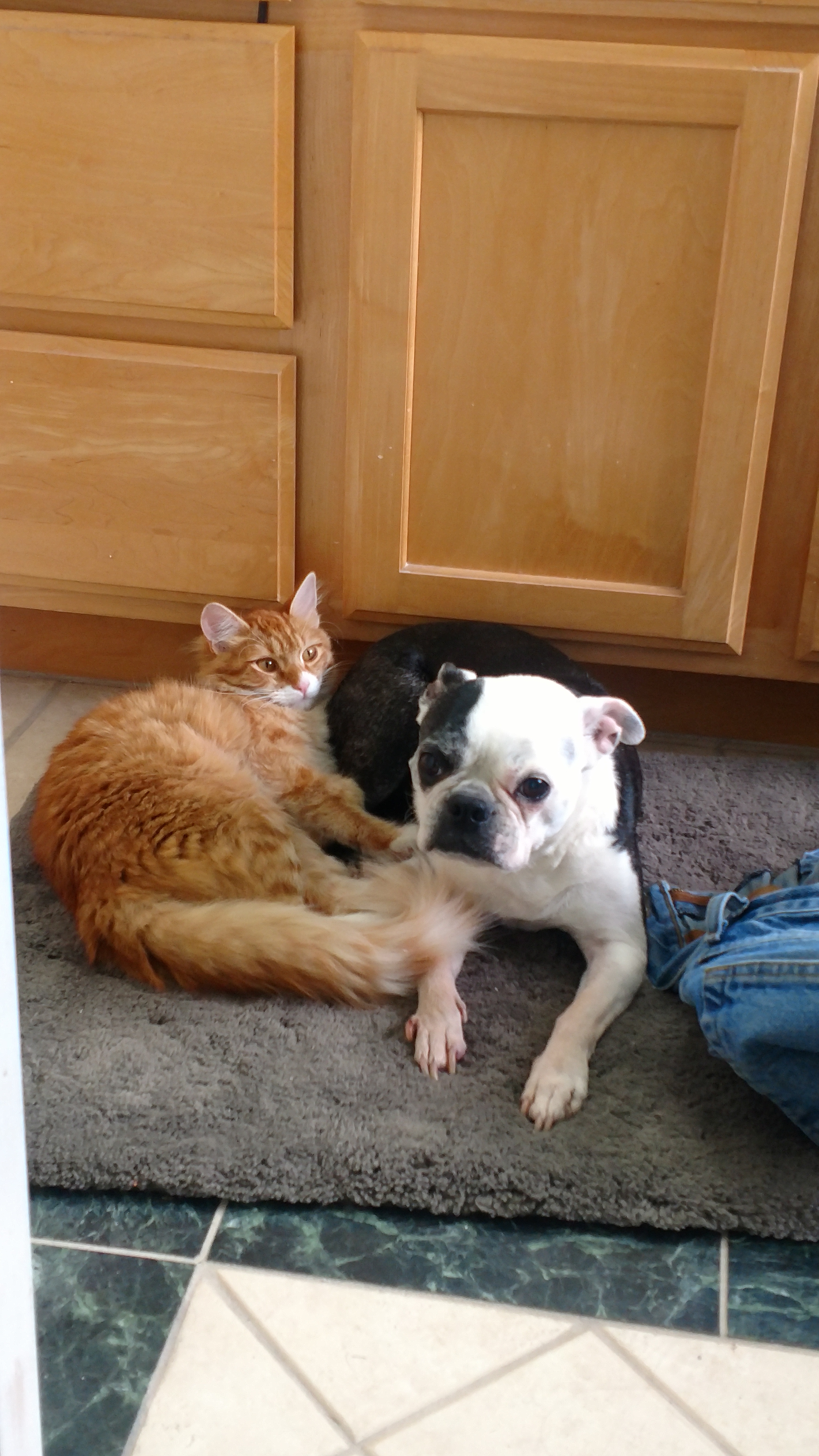 Cat Hugs Dog