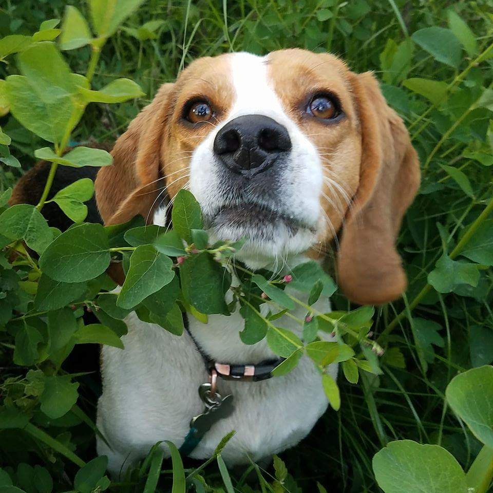 Beagle Dog in the bushes