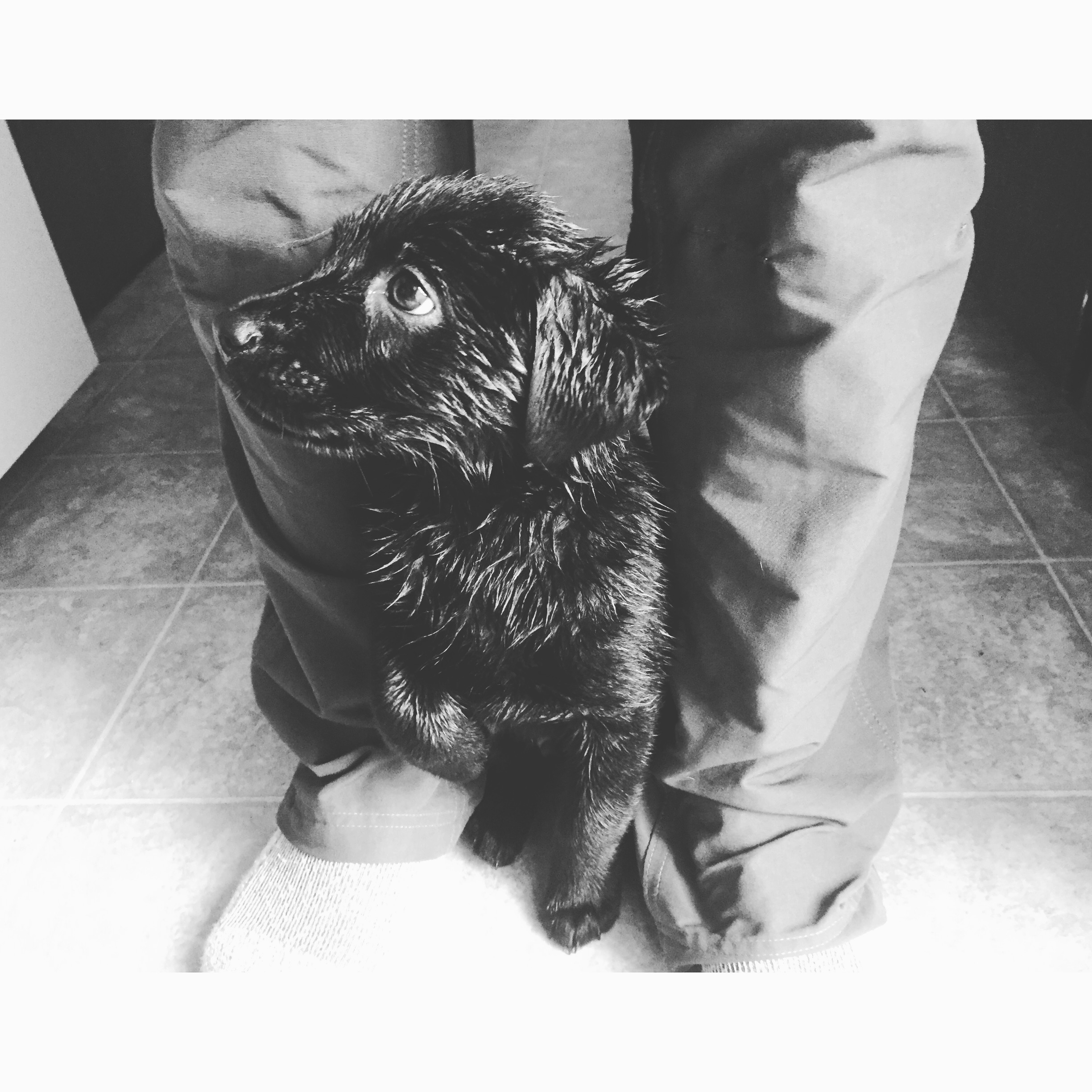 wet puppy