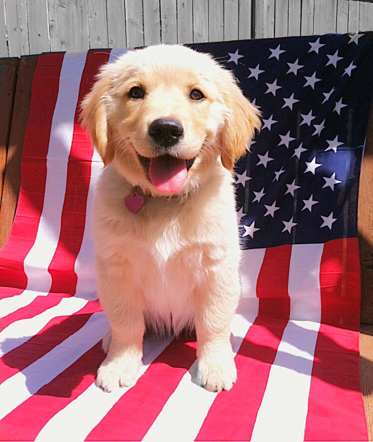 4th of July Puppy