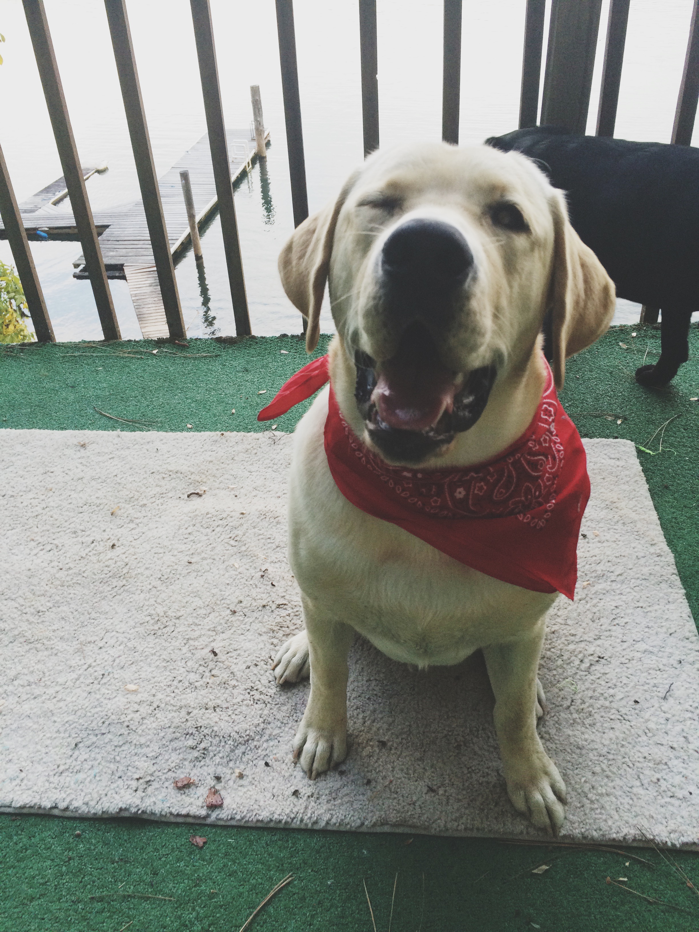 Dog Laughing