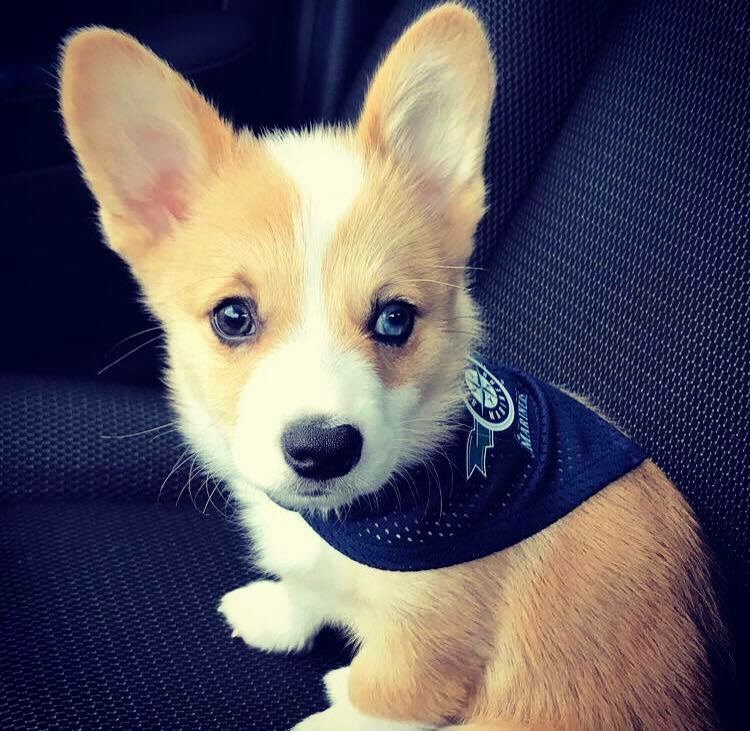 smallest dog in the World