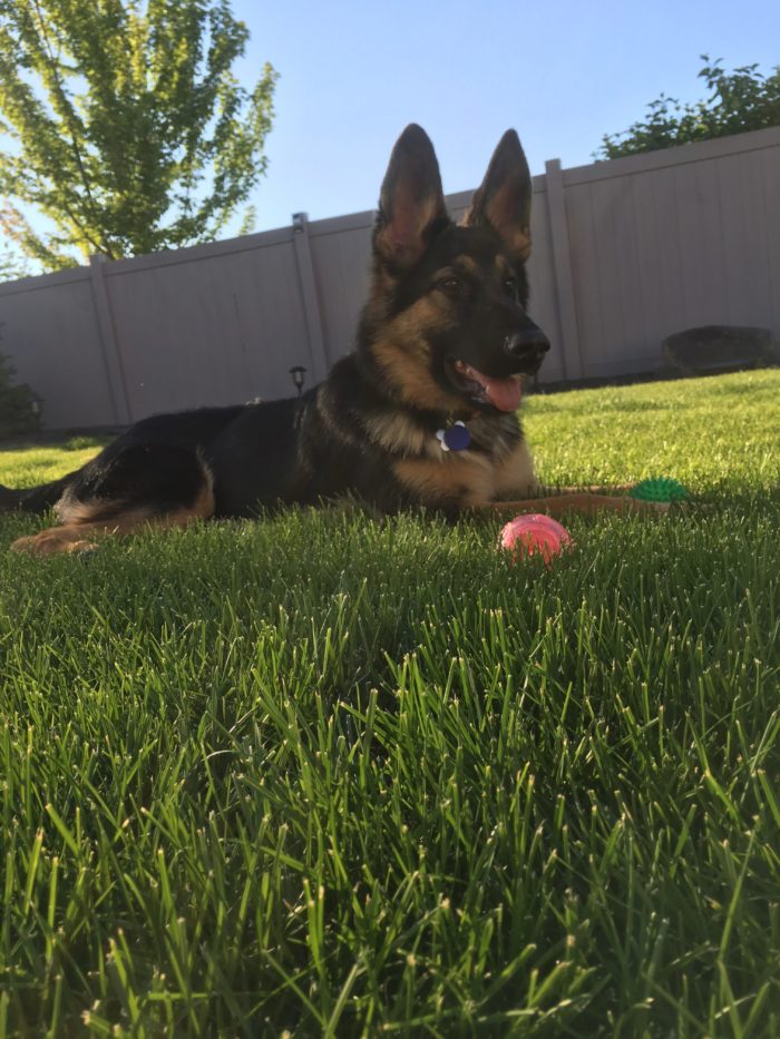 Best German Shepherd picture