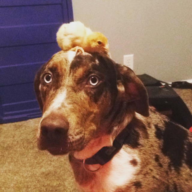 Dog with Chicken on his head