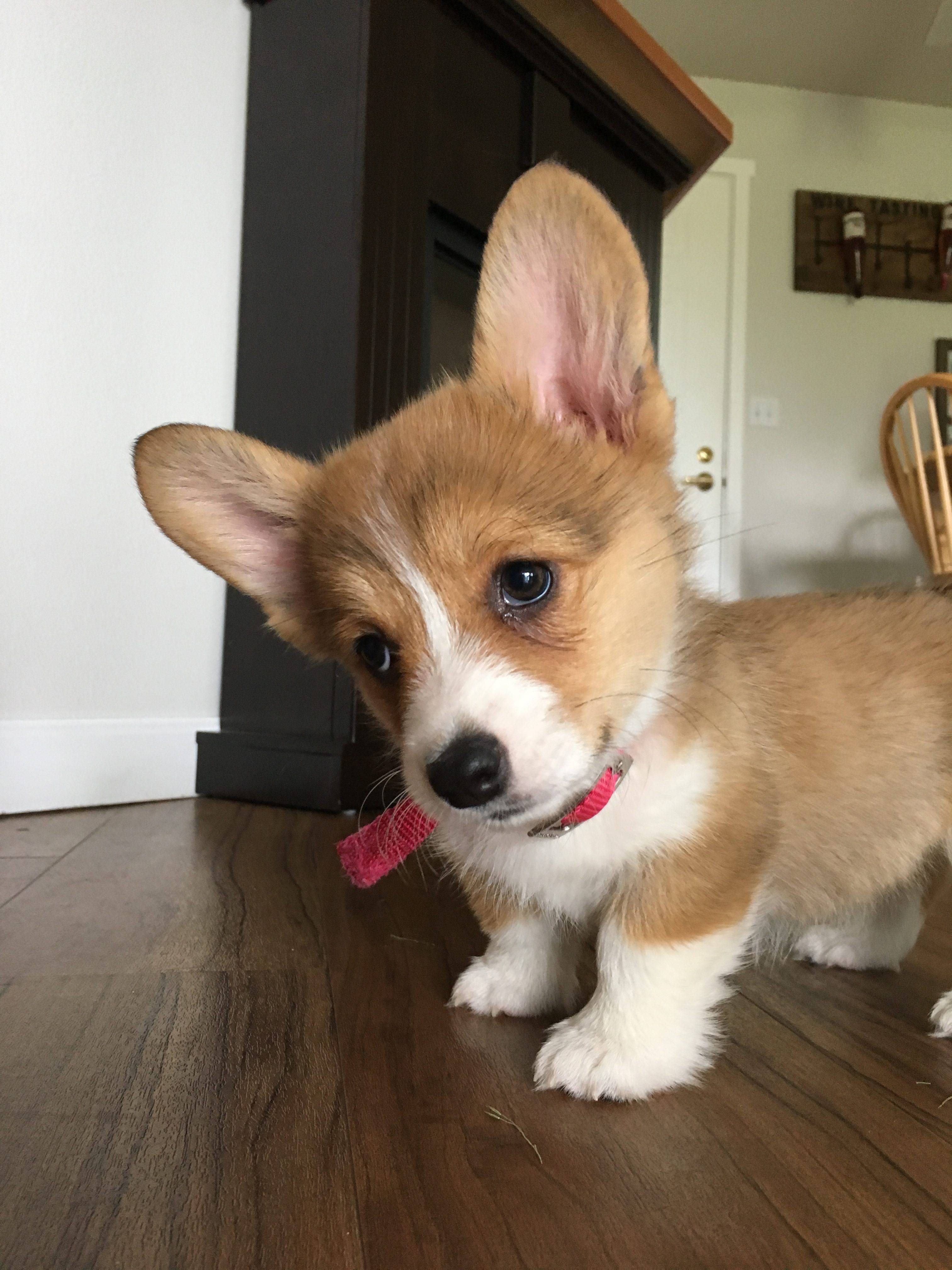 Cutest Miniature Dog