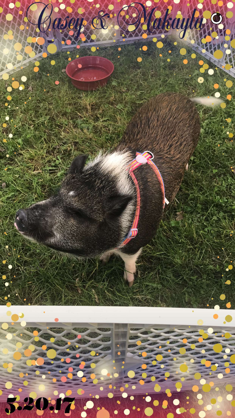 Pig Dog Breed