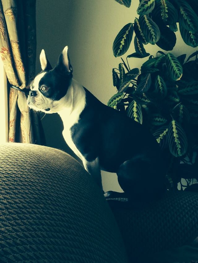 Watchdog