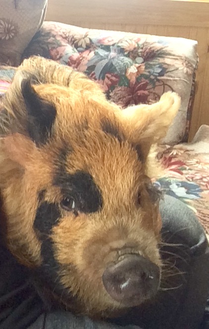 Dog looks like a pig