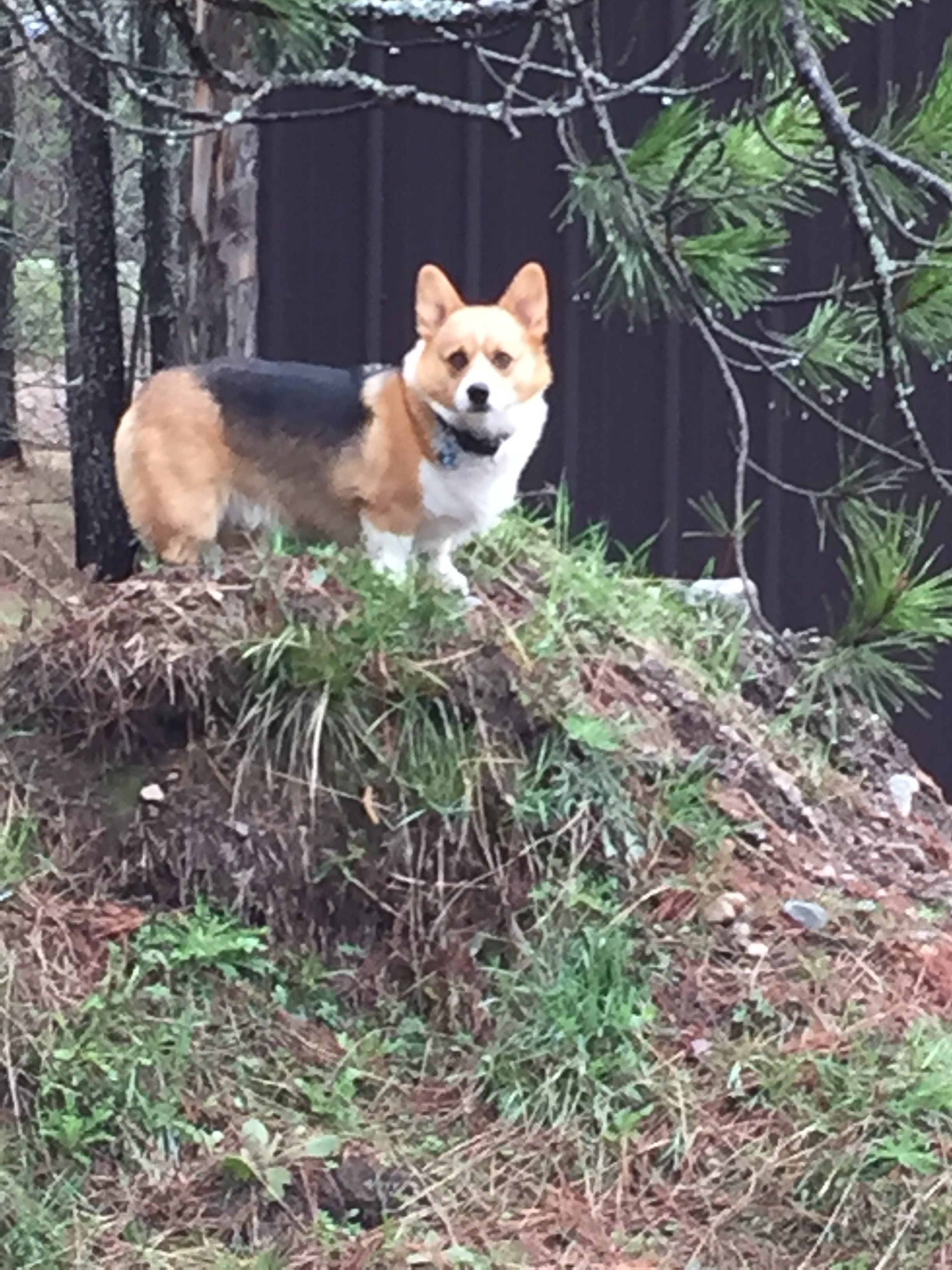 Wild Dog in the forest