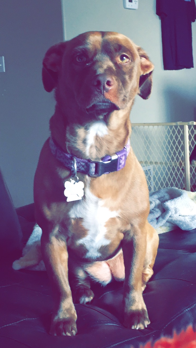 Brown Lab Dog Mutt