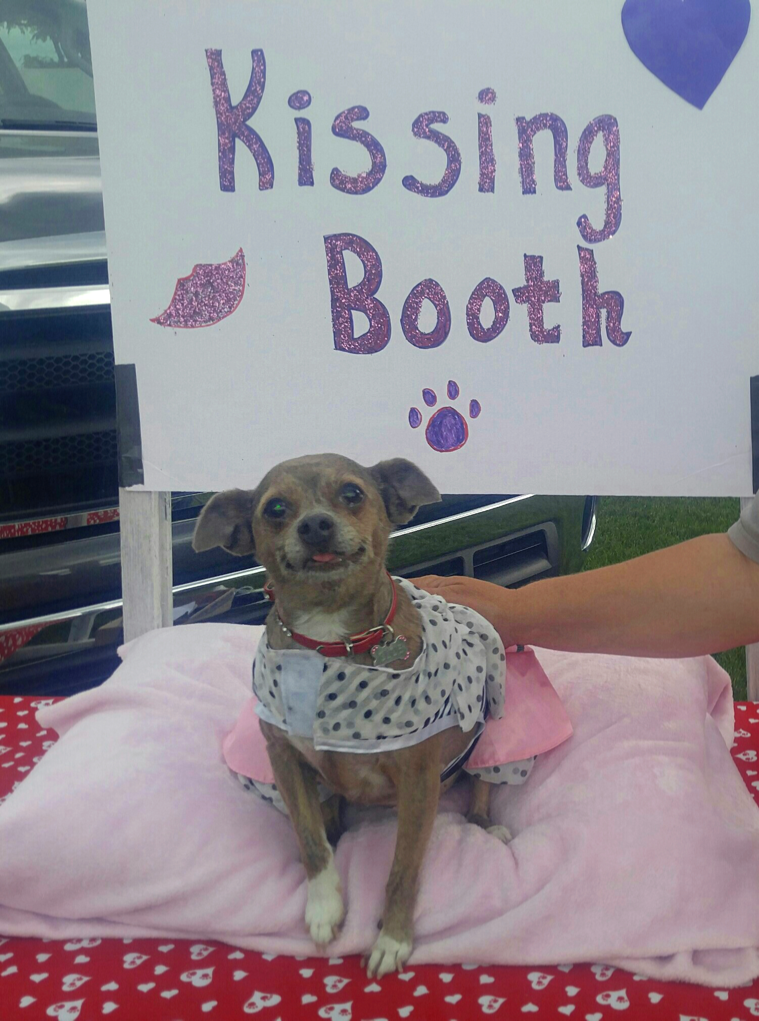 Dog kissing booth