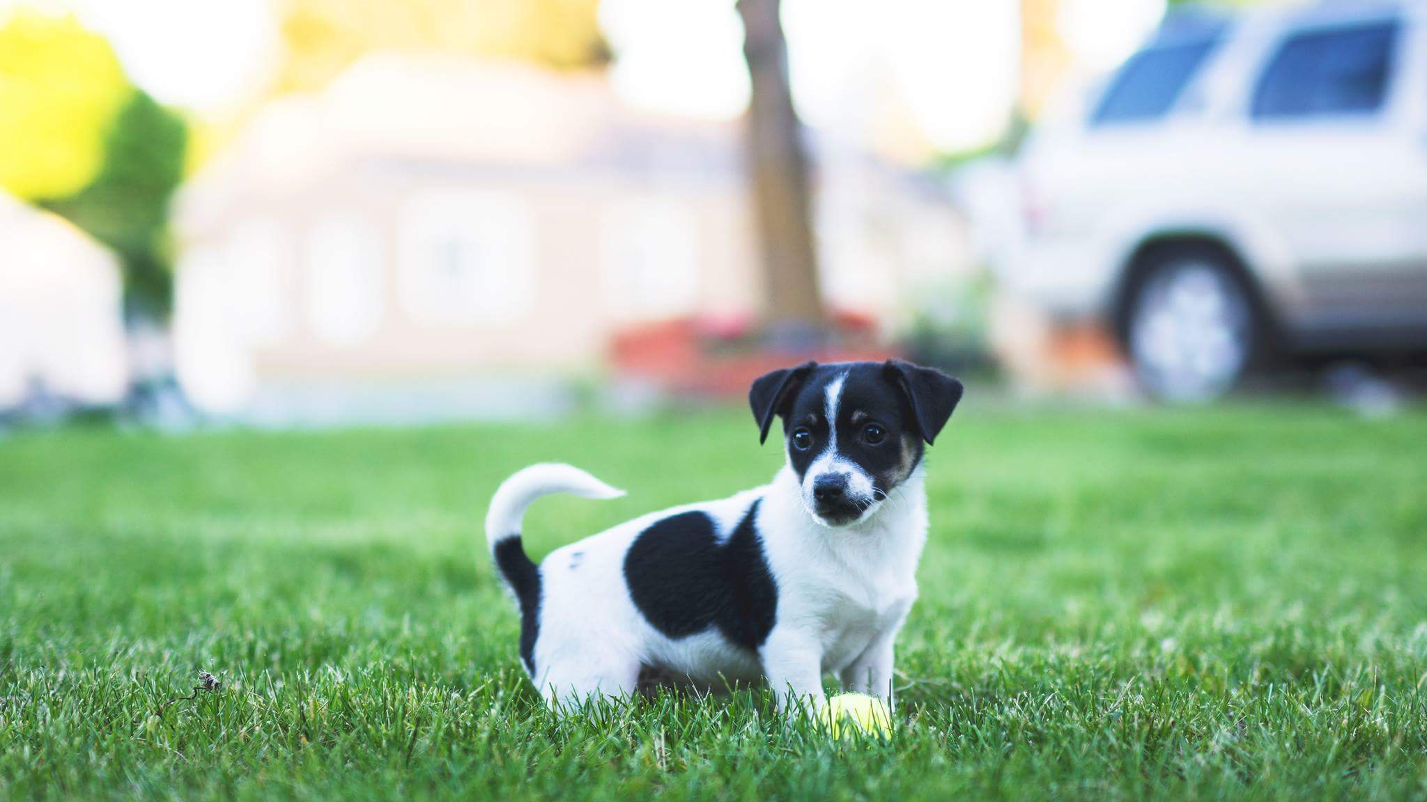 Puppy with Ball on grass