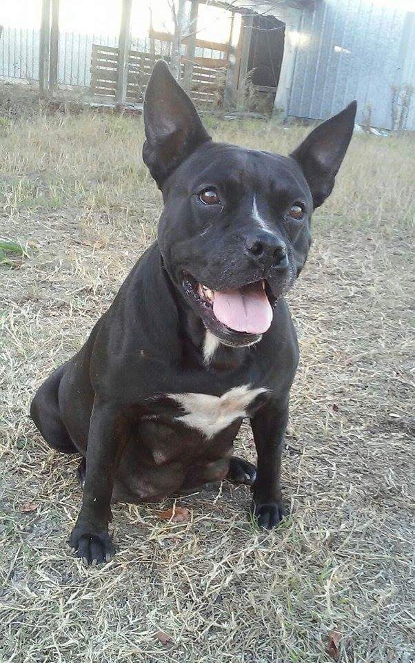 Pitbull Laughing