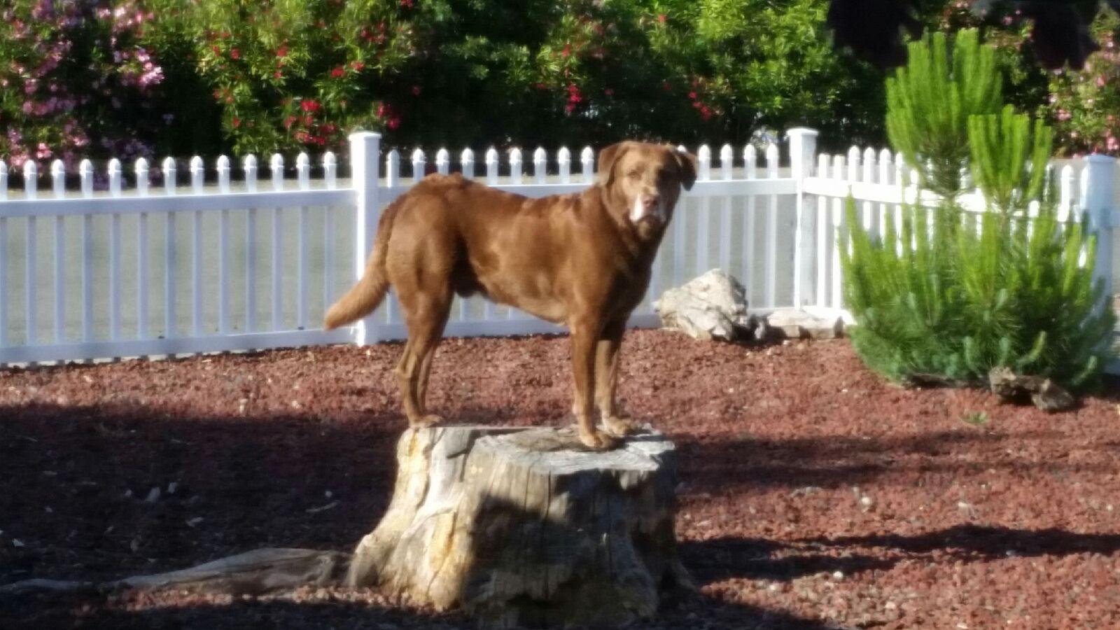 Dog standing on a tree
