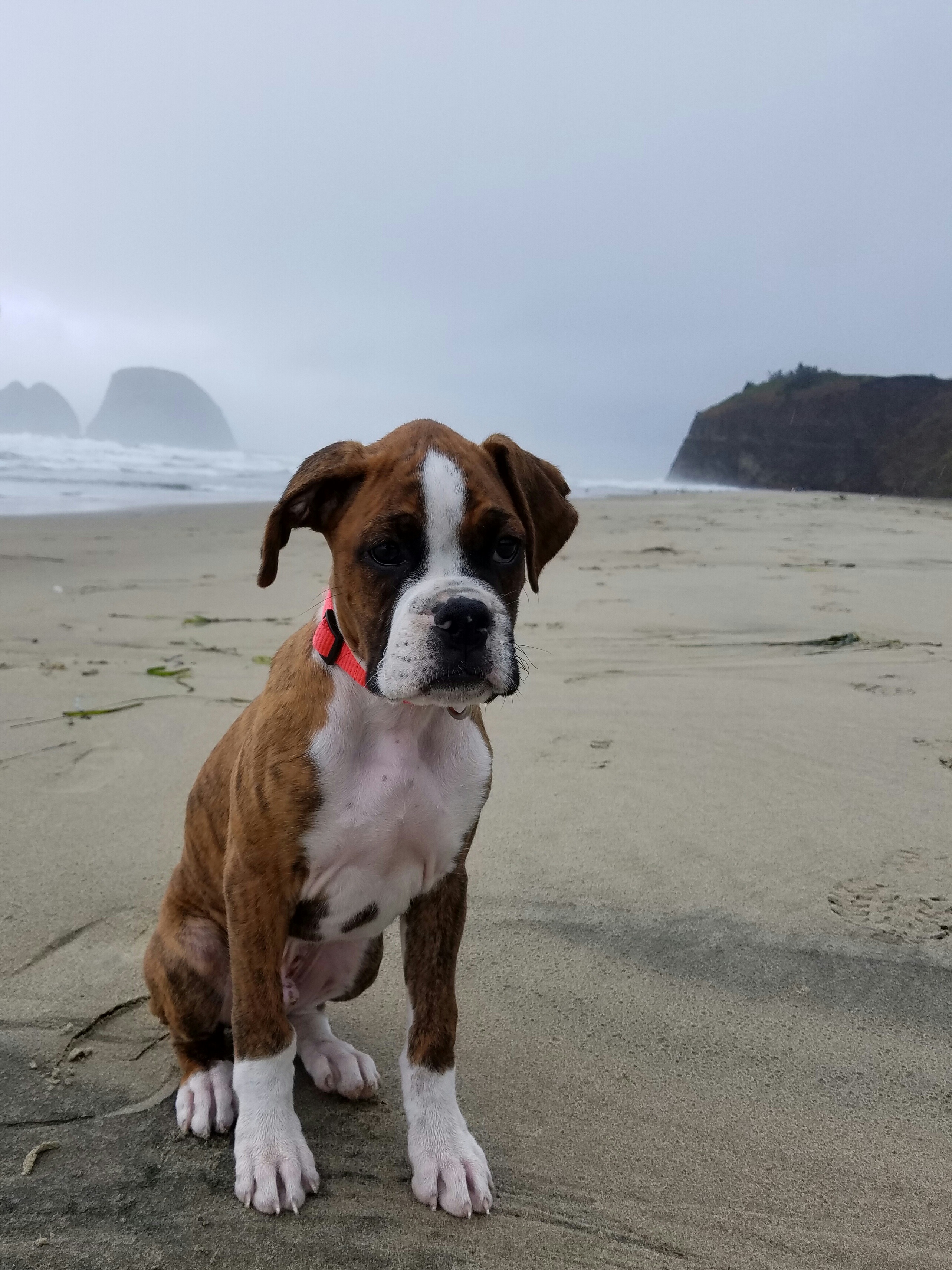Boxer Dog on the beach