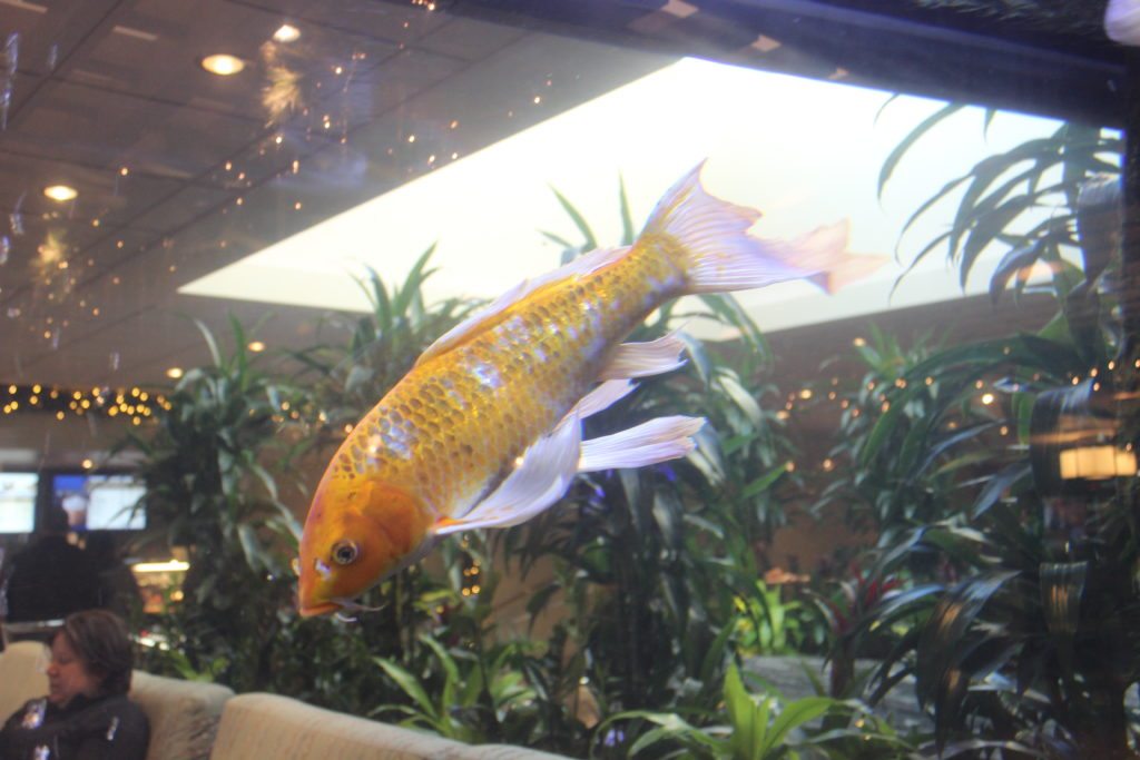 Fish Tank Coeur d'Alene Resort