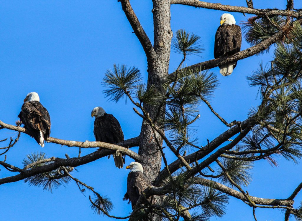 Bald Eagles Invade Coeur d'Alene Idaho Every Winter