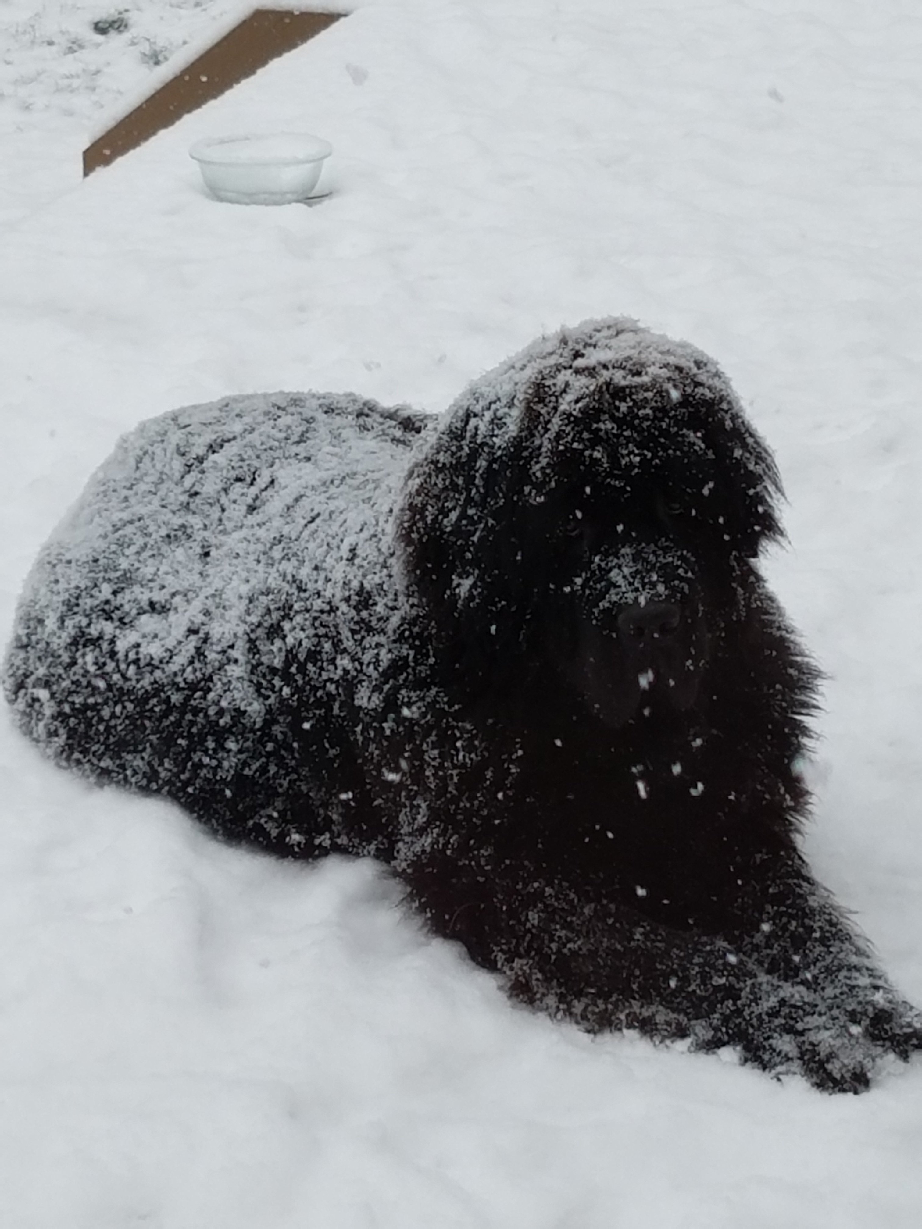 Newfie Dog Image